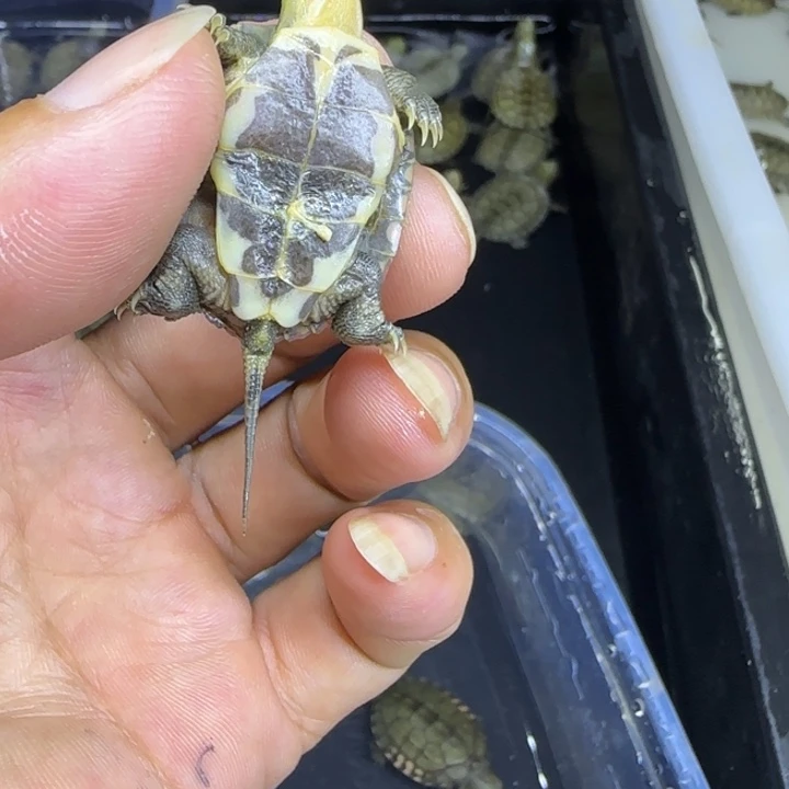 不分公母宠物龟小青