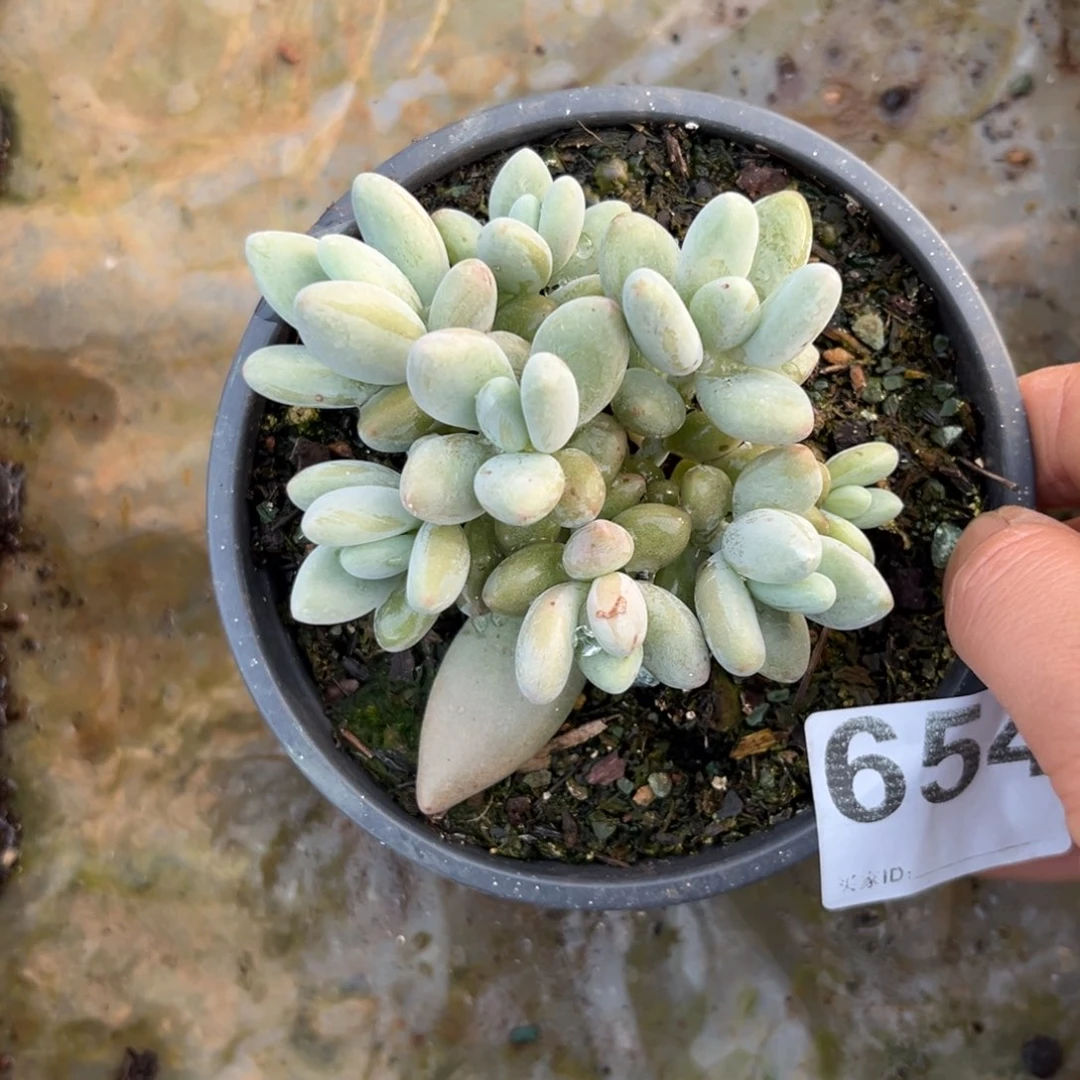 多肉植物白兰迪654
