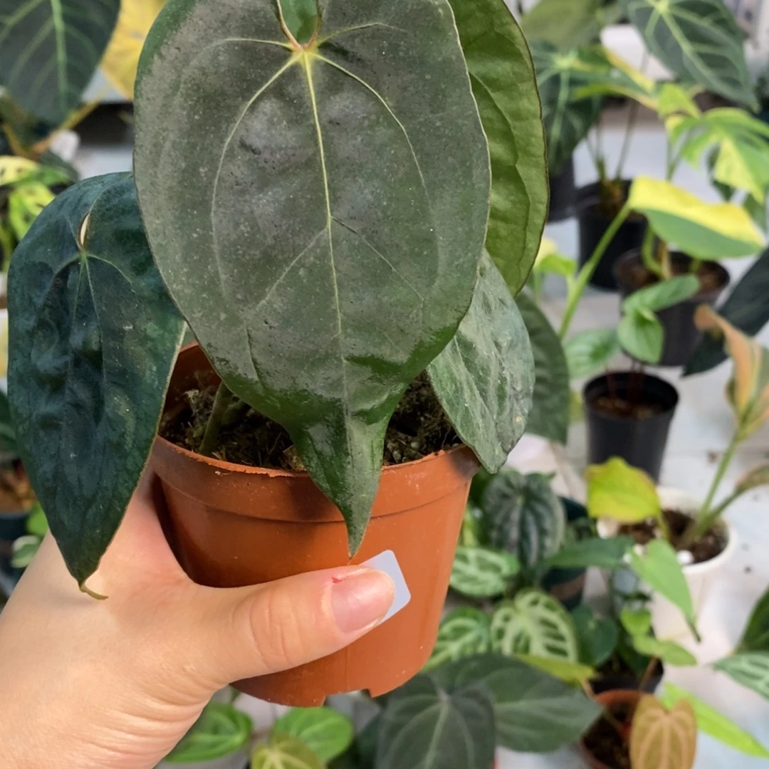 不开花植物29 黑桃杂Papi