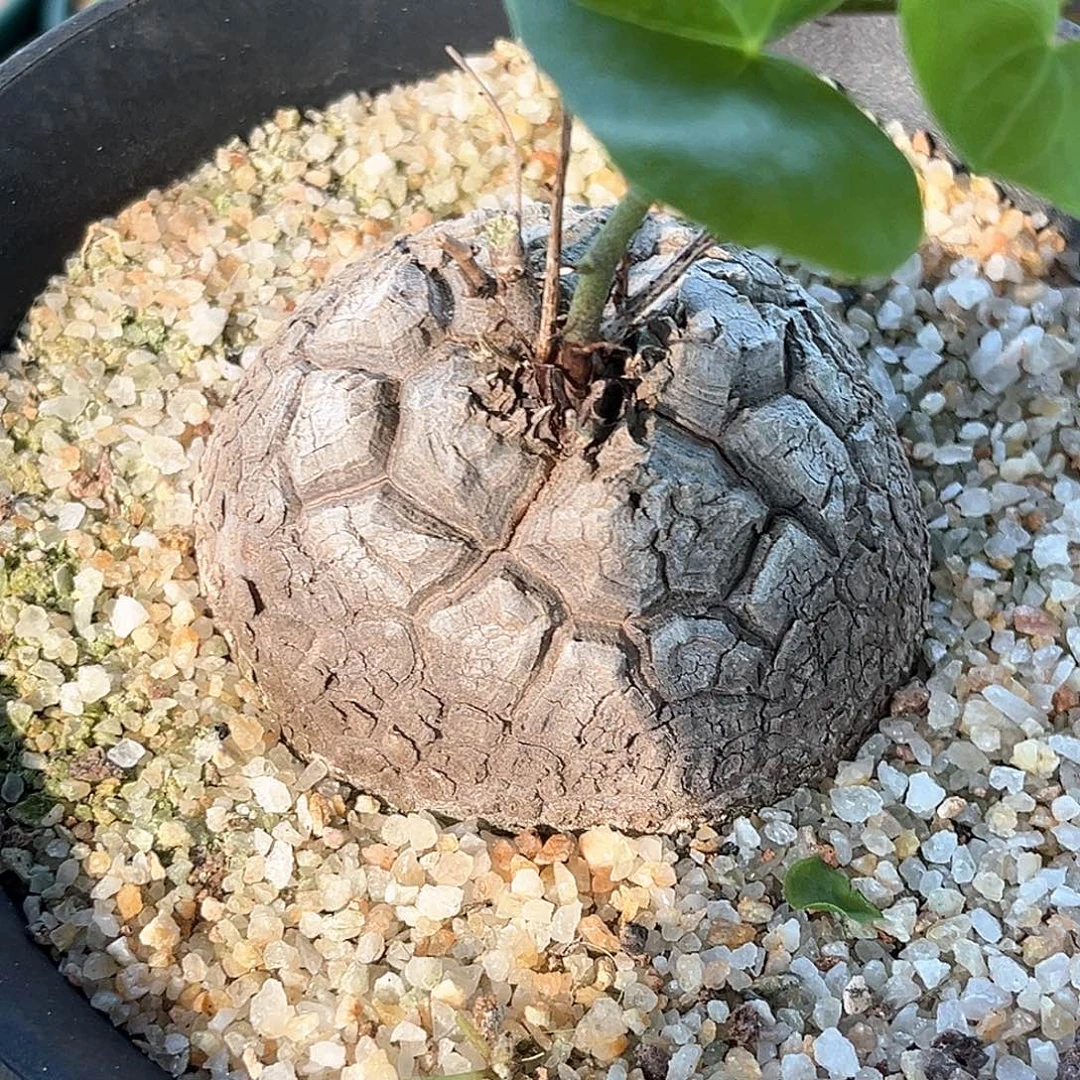 潮流植物白皮南非龟，漏