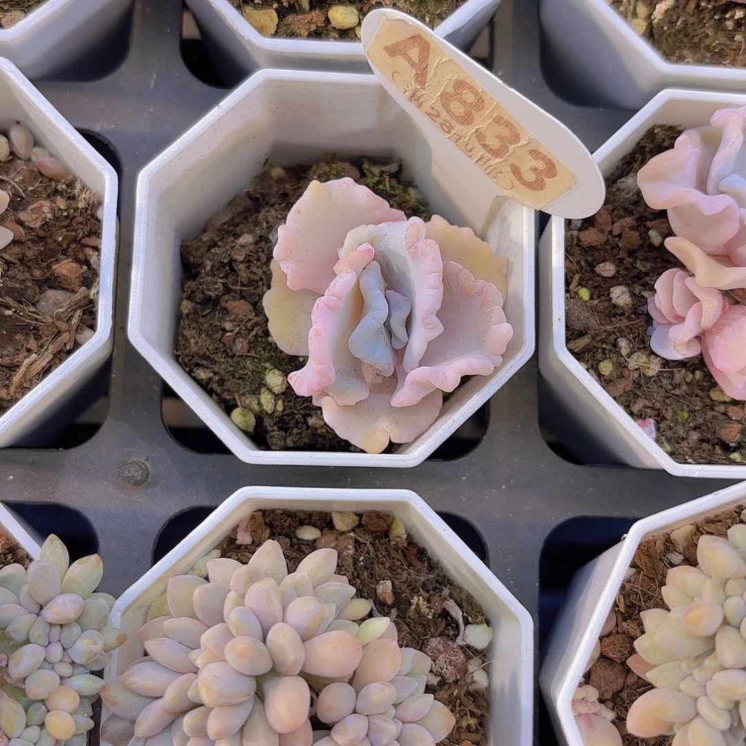 A833饺子皮一物一拍