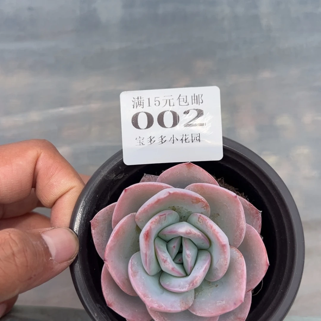心*跳布鲁兰一颗量拍多肉满15包邮下午发