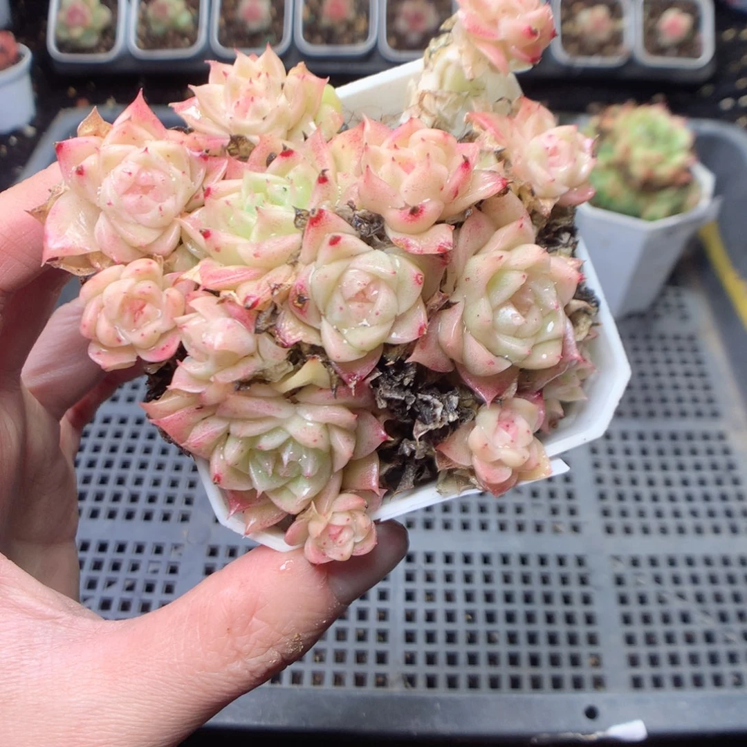 无花朵Q166yyyyyyy