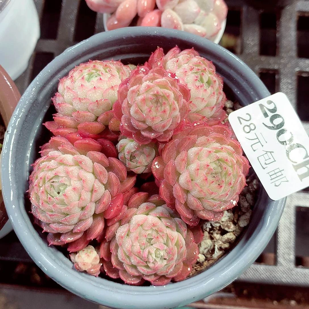 5厘米盆精控多肉290