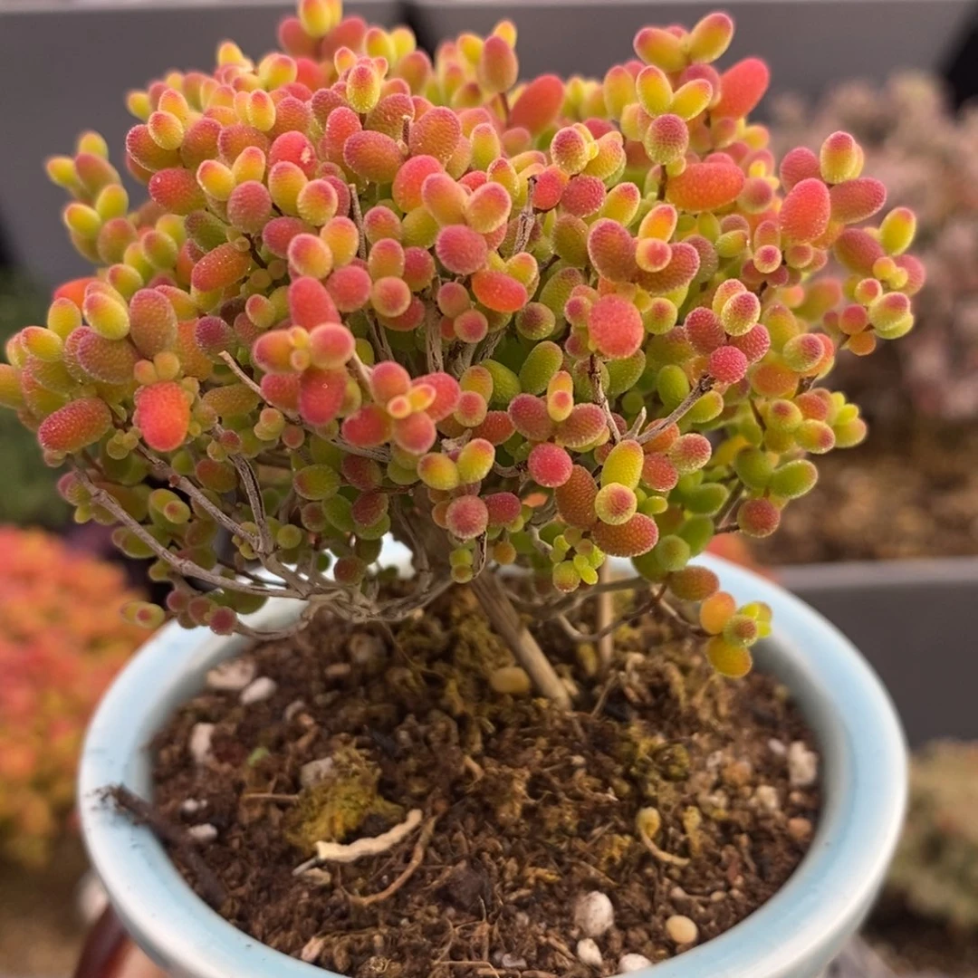 完全开放18号蜜橘糖球（6.5cm）福利