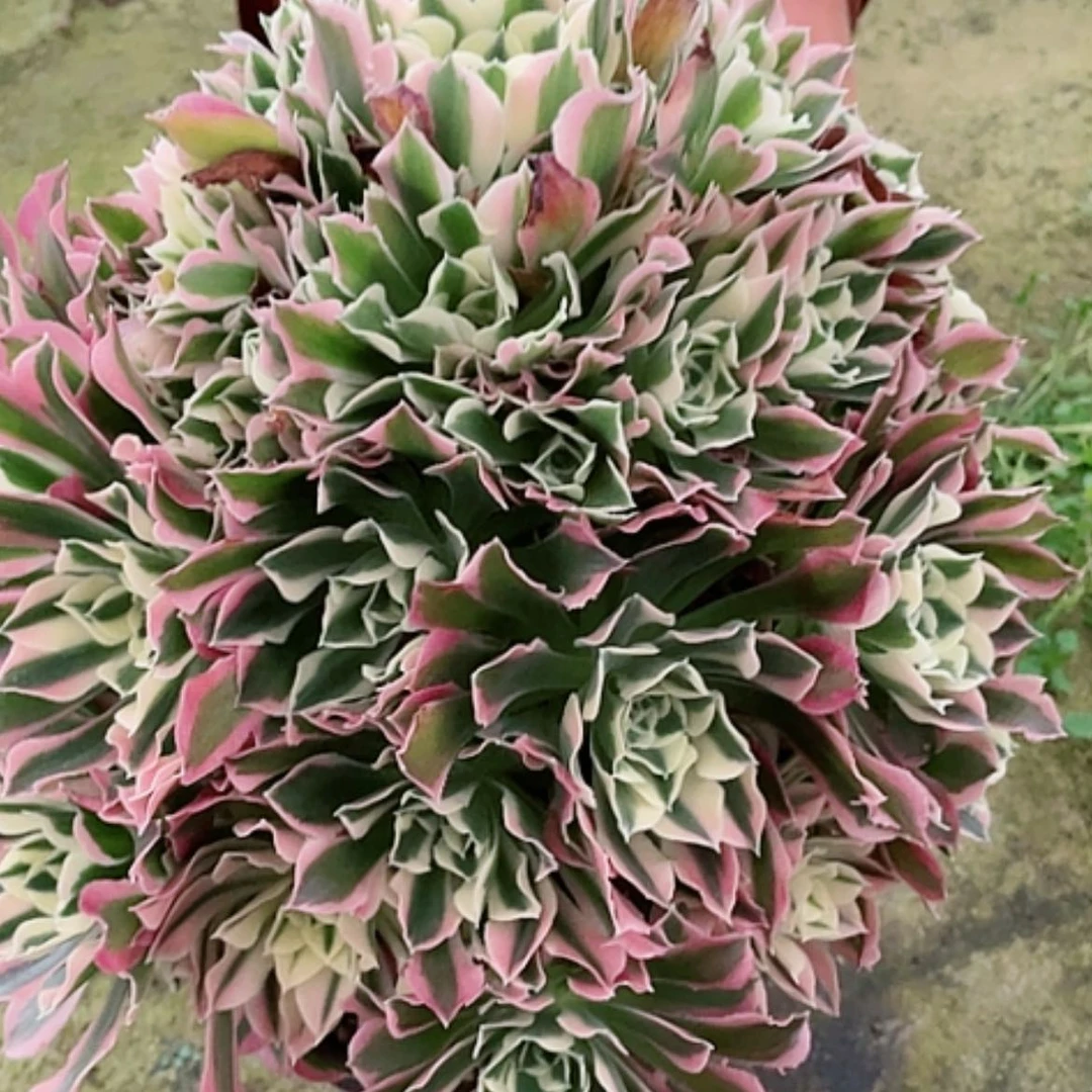 【闪购商品】法师好看也好养