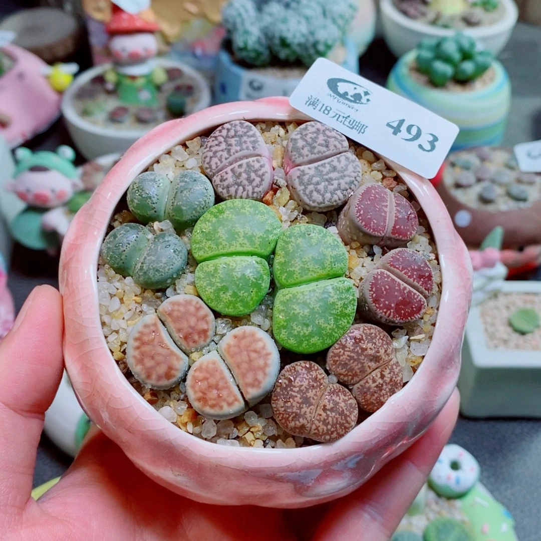 生石花花花花花花493