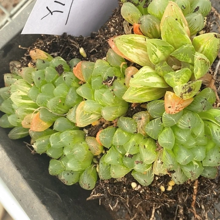 亚**麻1412。  福利。