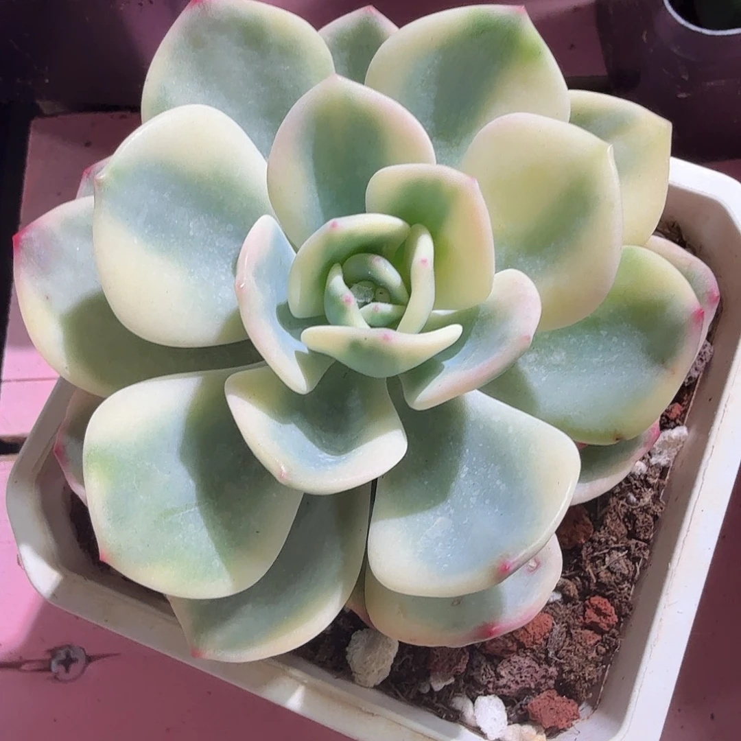 白月光锦,多肉植物