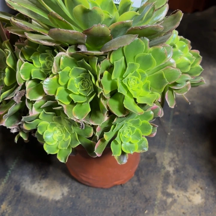 瑞妈，，。，。。436。特斯