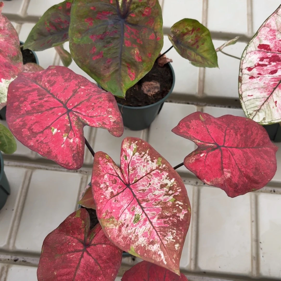 泰国彩叶芋32-1208