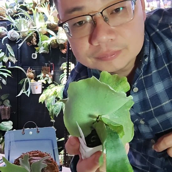嘿****月光鹿角蕨483号11