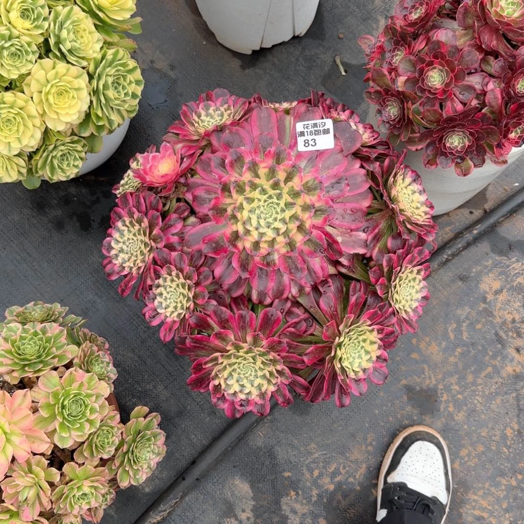 哒***?波斯多肉植物法师