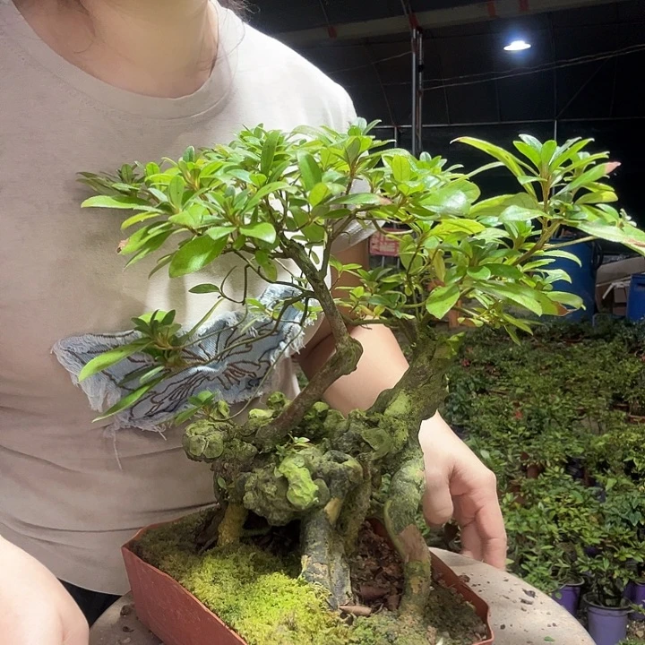 当前无花栽培后可以开花