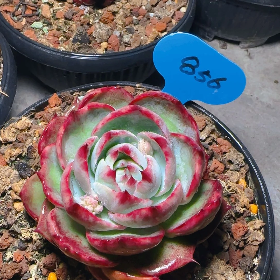 惊鸿仙子一物一拍856