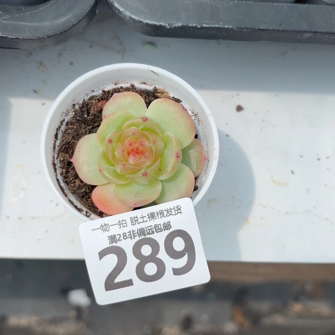 黄萤石单头无盆土发货