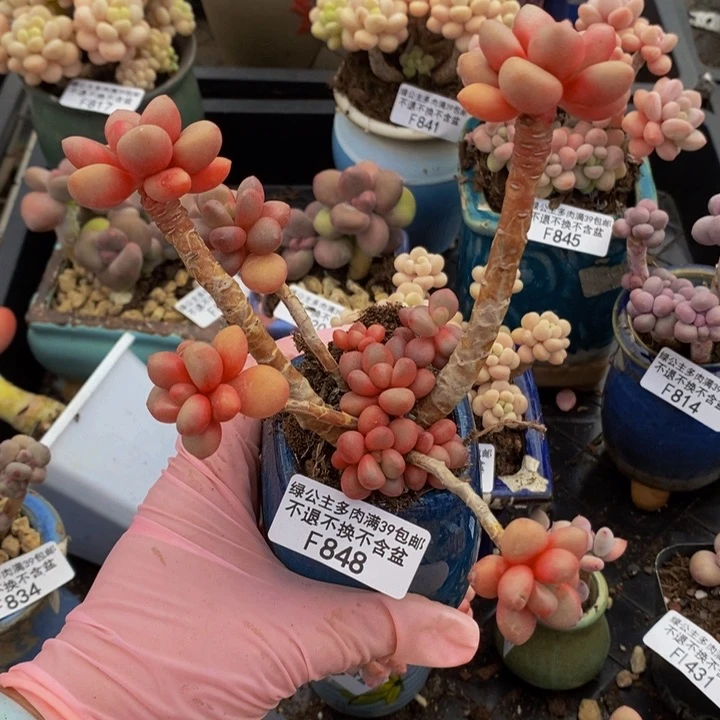 先锋派848多肉植物