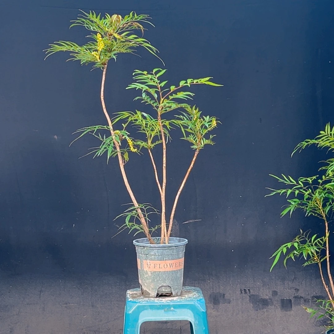 完全开放十大功劳炸福利