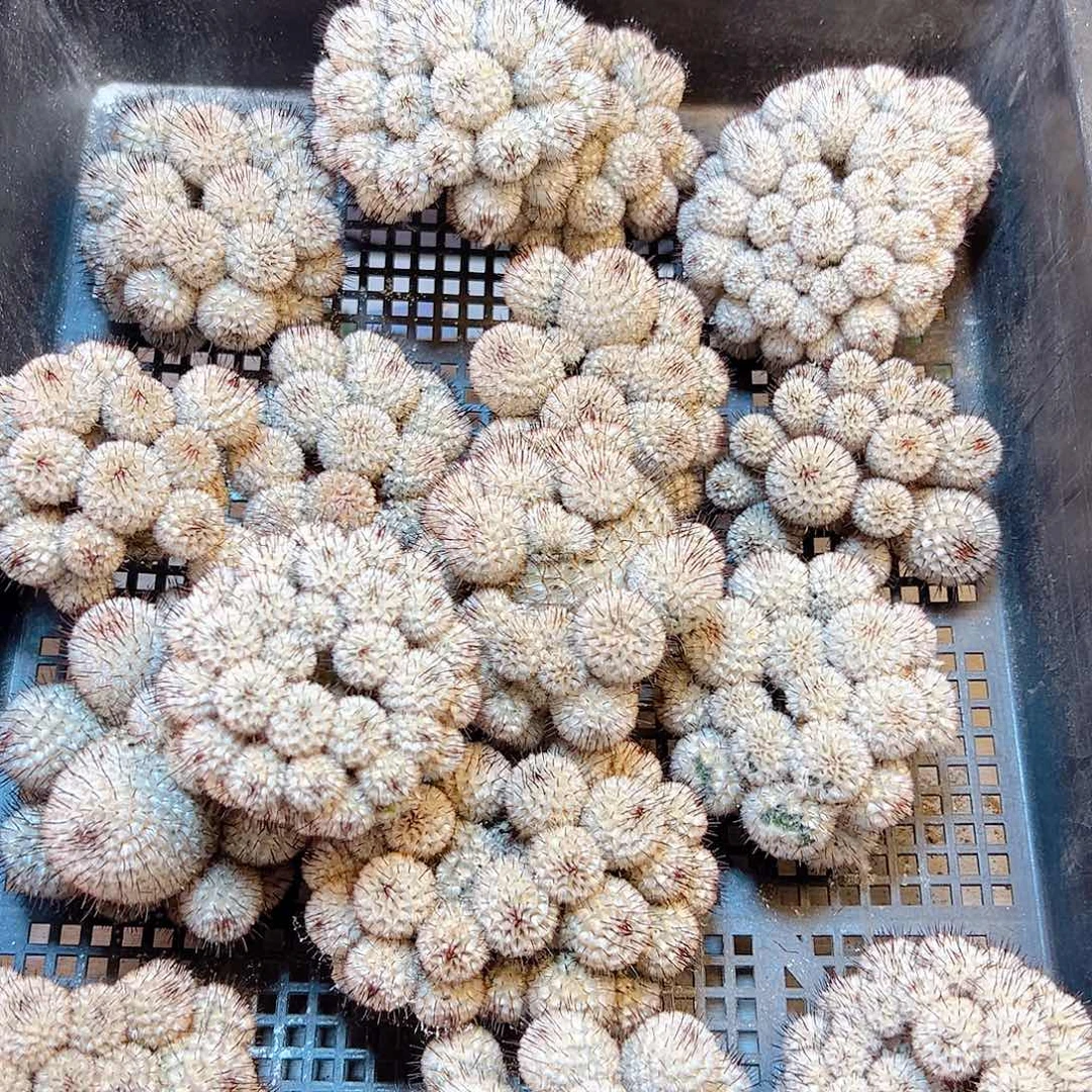 苗接直刺佩蕾群7公分无根量拍