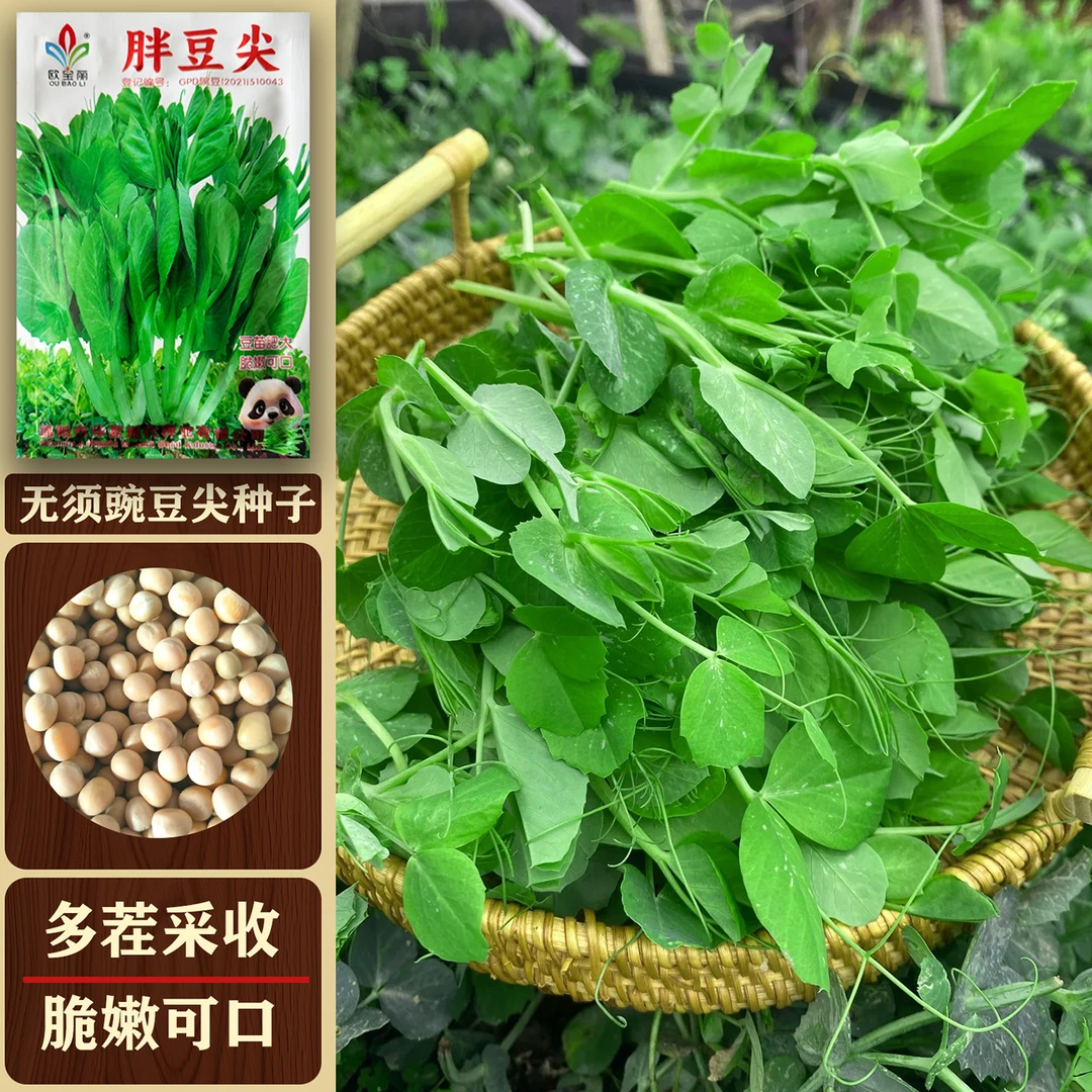 四川大无须豌豆尖种子豌豆苗多茬采收豌豆尖种籽四季蔬菜种籽大全