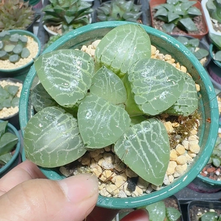十二卷水晶康平寿