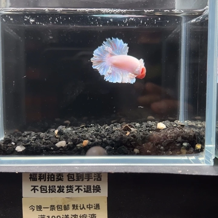 斗鱼竞拍跑单拉黑18日147