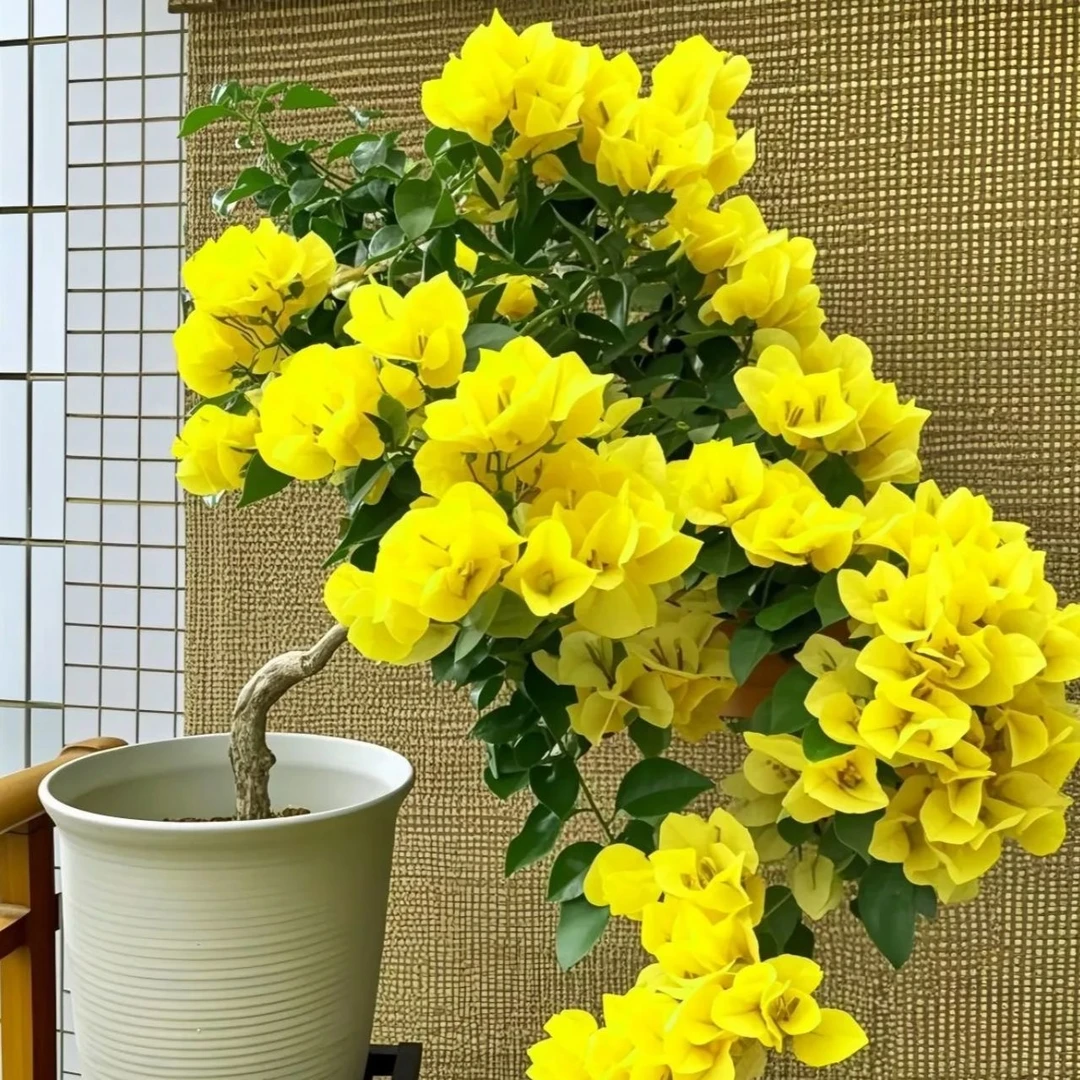稀有品种【柠檬女郎】黄色三角梅花卉绿植盆栽盆景阳台客厅庭院勤花