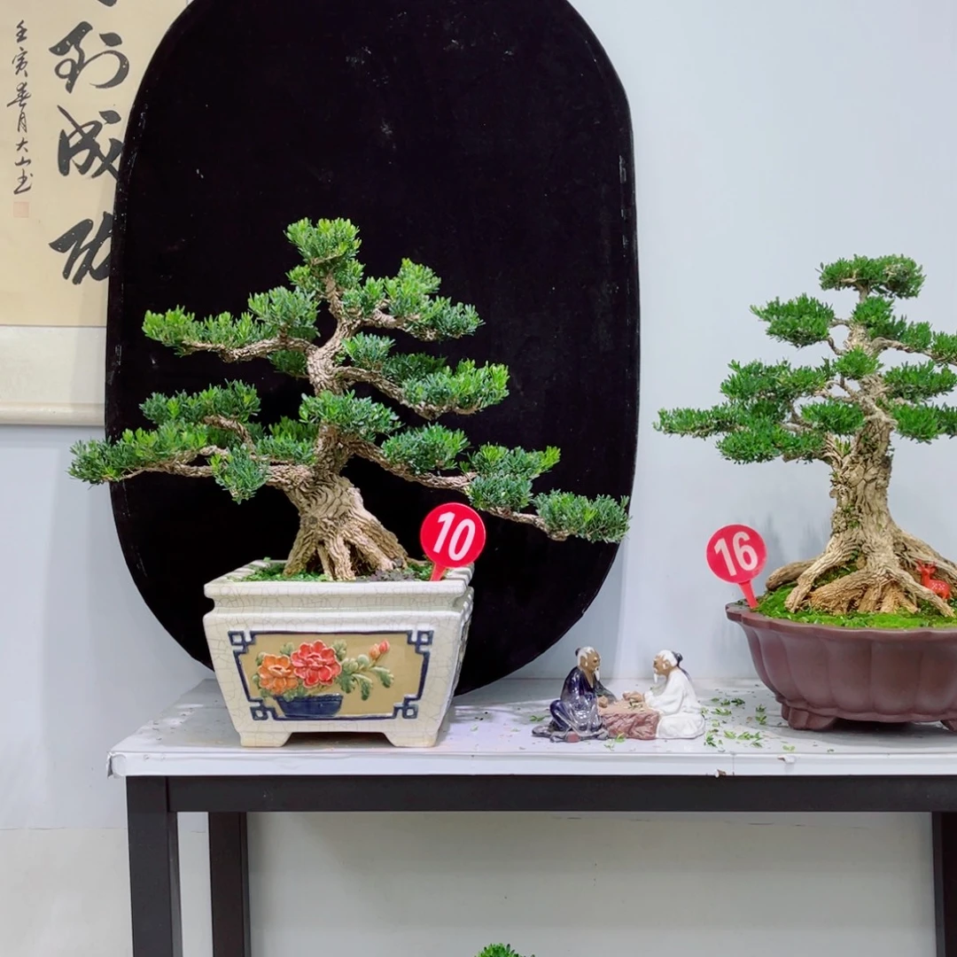 以实际为准精品黄杨老桩