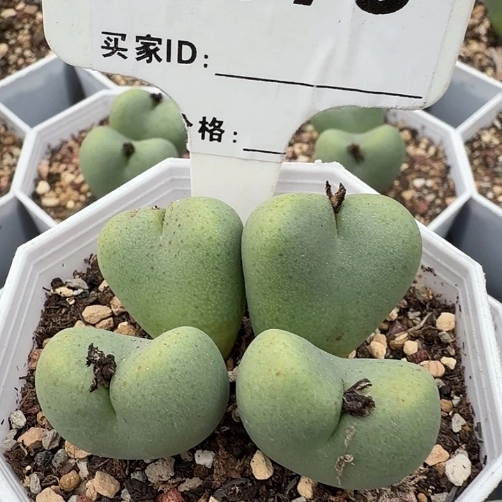 073。满38包邮肉锥