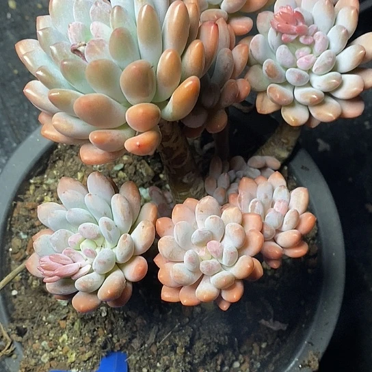 开*、54//////////////