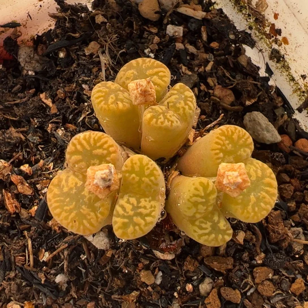 411多肉植物百科