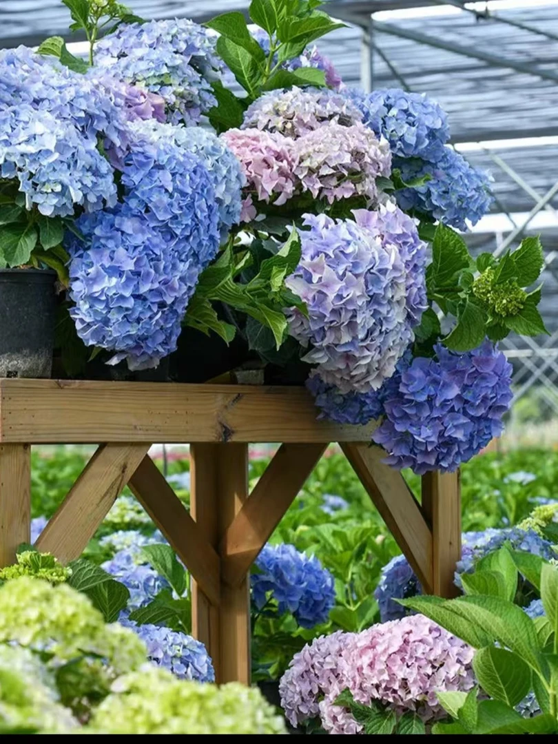 绣球花天鹅绒老桩无尽夏盆栽超长花期易养护适合室内阳台庭院