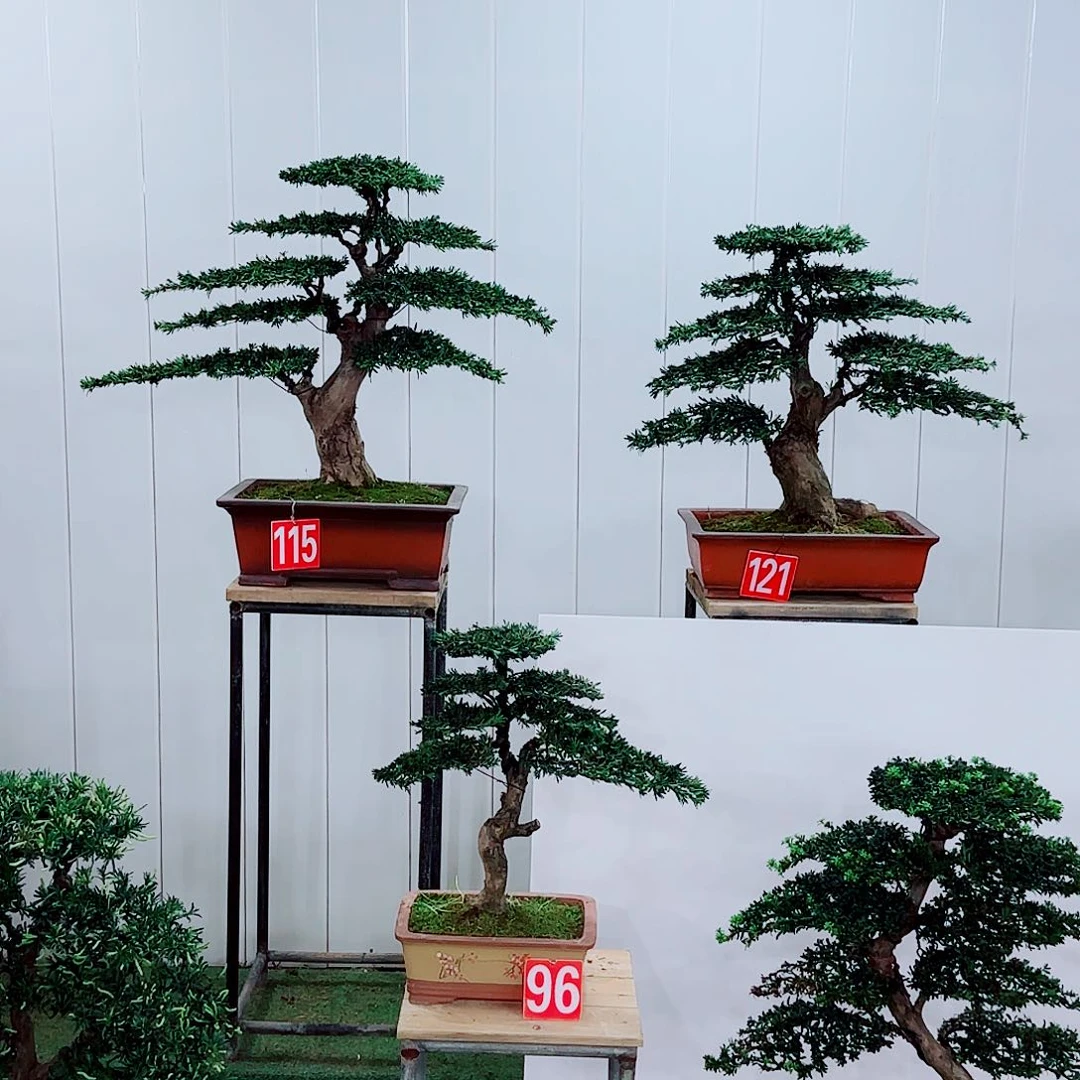无花朵罗汉松盆景作品欣赏