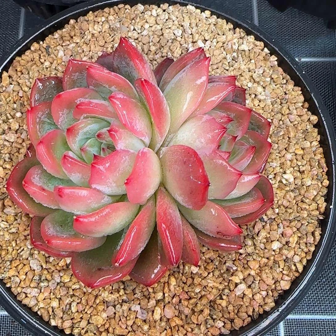 从前慢花园精选红鸾