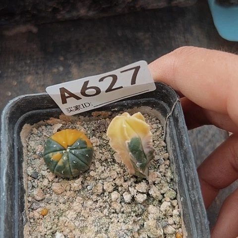 627清棚特价出售哦