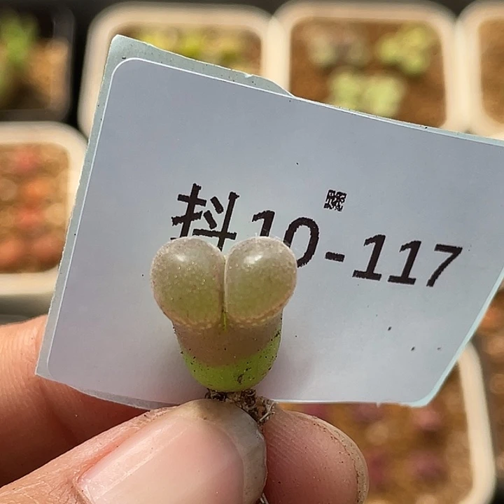 10-117小苗c10多肉植物