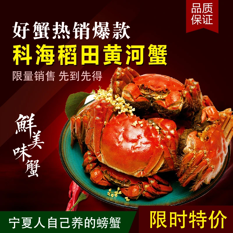 科海黄河稻田蟹 香草捆绑 8只【公母各半】2两母 2.5两公 银川顺丰同城即送