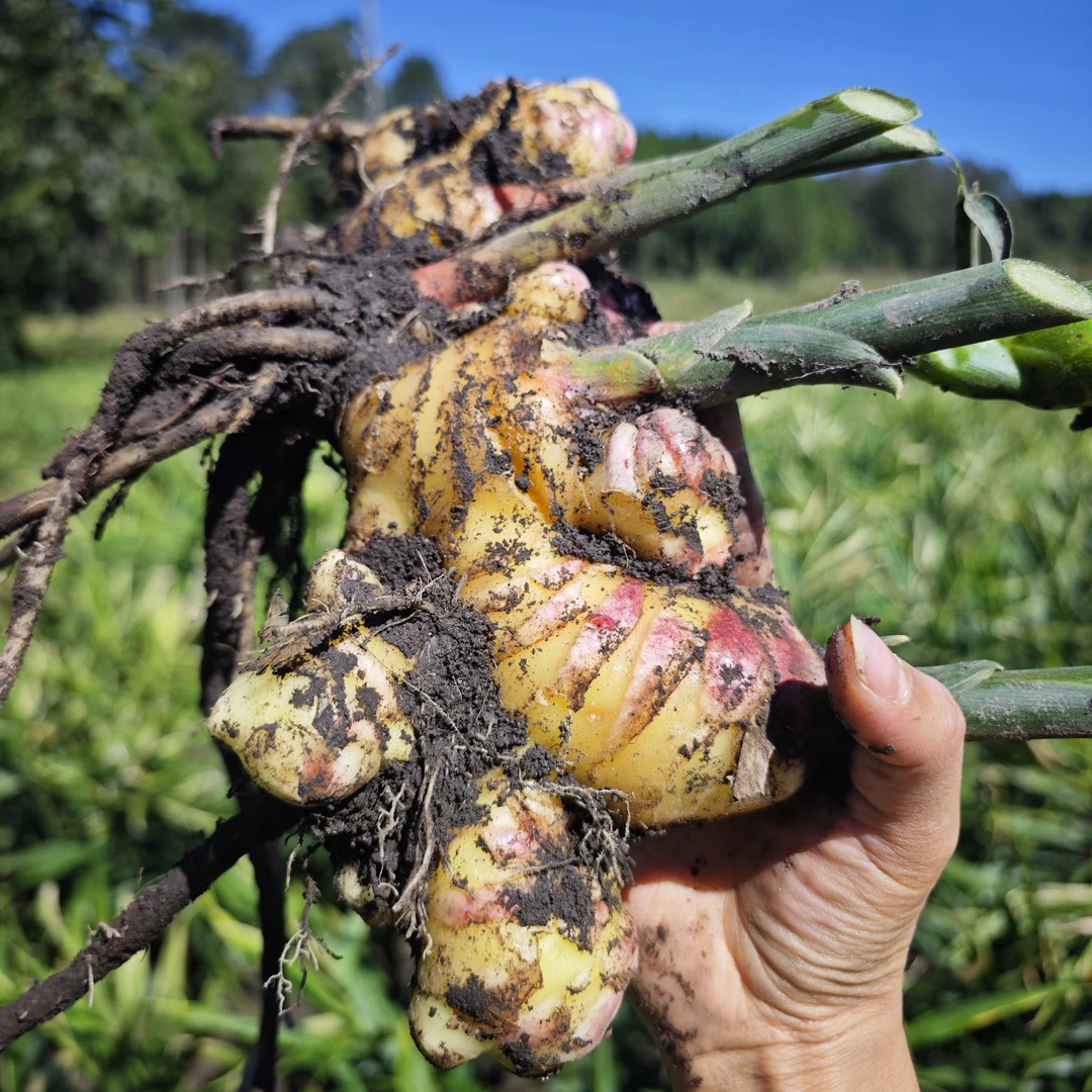 云南高山大黄姜精品正宗新鲜现挖姜香浓郁产地直发带土发货生姜