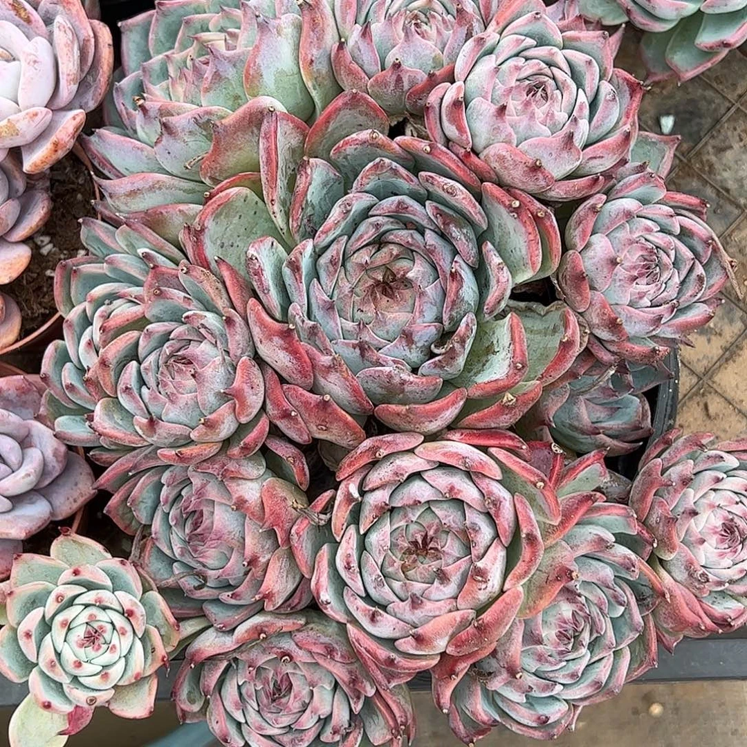吉娃娃老桩，一物一拍