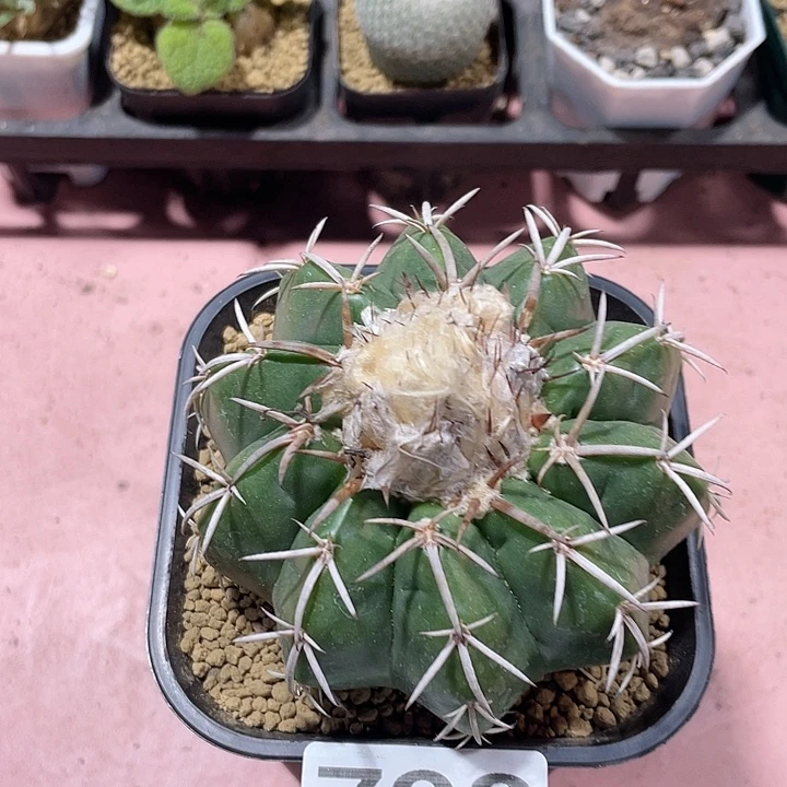 798实生大铃木圆盘玉