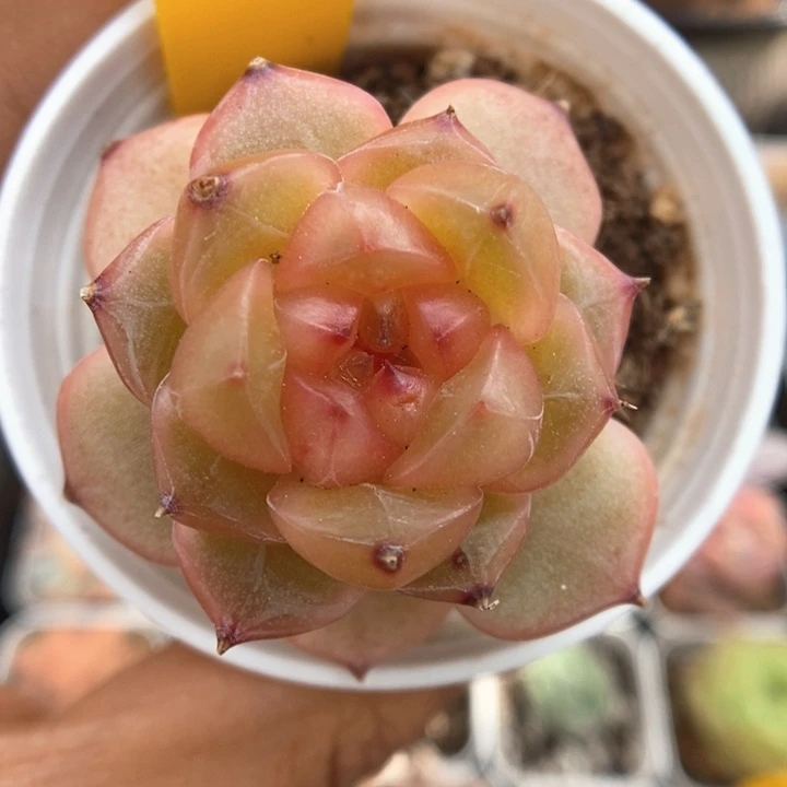糖果心珍妮895号。