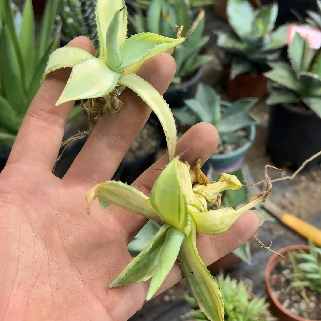 春***开雷神锦侧芽龙舌兰