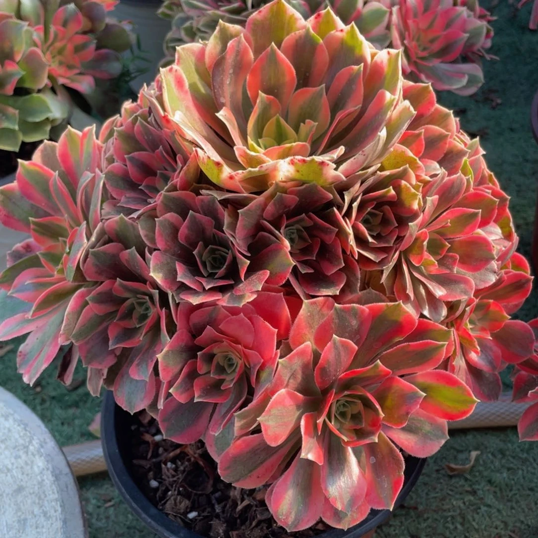 695红粉佳人精品法师老桩