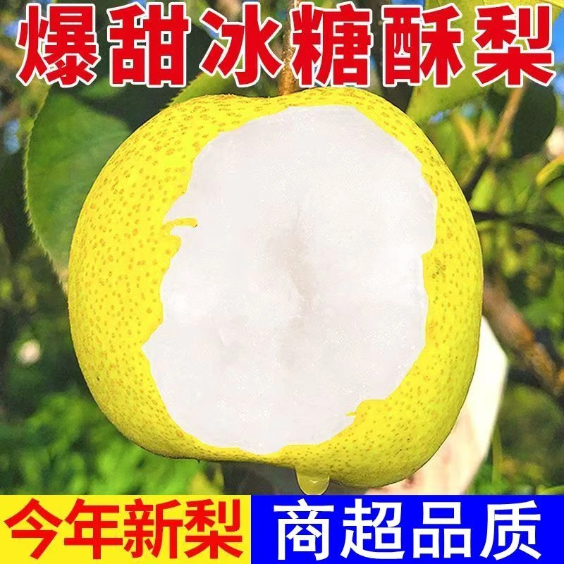 【头茬现发】F陕西大酥梨新鲜水果非砀山酥梨应季维C水果冰糖梨贡梨