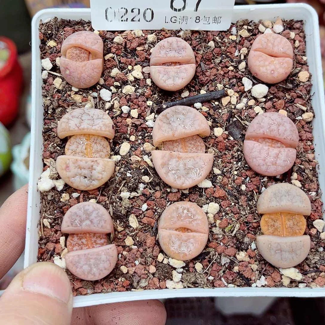 郎哥多肉生石花20-87