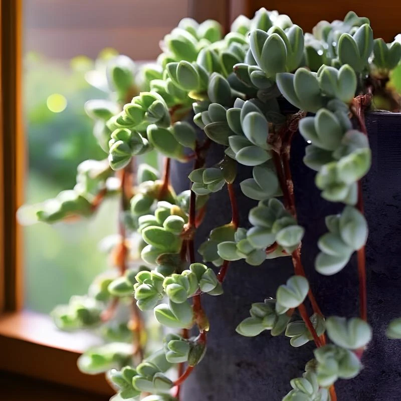 小型爱心 正品垂吊 多肉植物碧玉莲吊兰裸根一颗 植物不大一整条