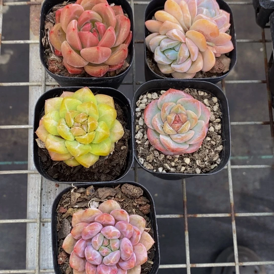 36-下播福利美肉五个