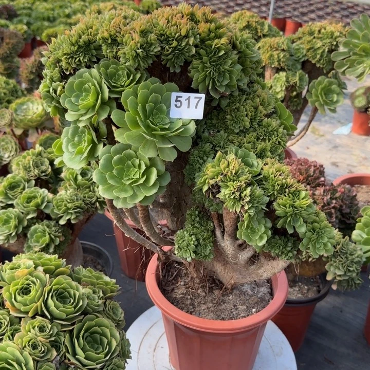 逆***行多肉植物绿缀化517