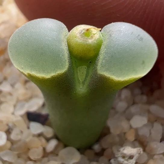 稀有pub翡翠绿翻窗一颗964