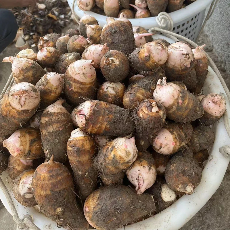 江西红芽芋头小芋仔3斤赣南农家毛芋新鲜芋艿赣州芋子青菜现挖